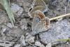 Aricia artaxerxes
